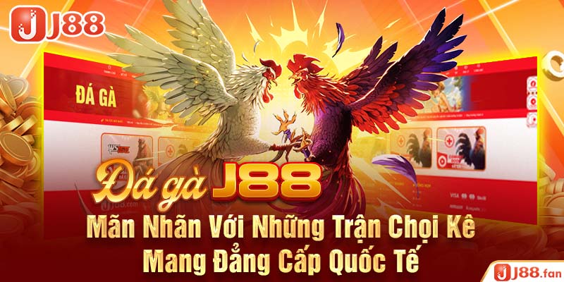 Đá Gà J88 – Mãn Nhãn Với Những Trận Chọi Kê Mang Đẳng Cấp Quốc Tế
